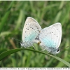 pol coelestinus copula2 volg1